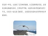 统编版九年级语文下册-4. 海燕（课件）