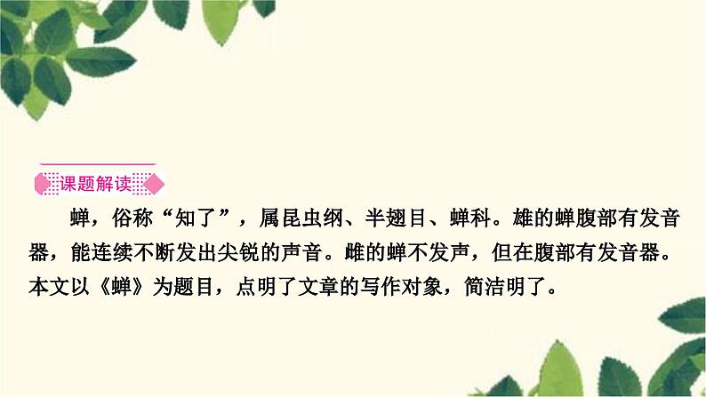 部编版语文八年级上册 21　蝉 课件第2页