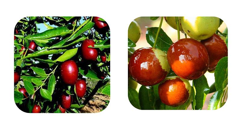 统编版九年级语文下册-19. 枣儿（精品课件）第1页