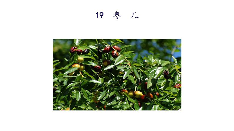 统编版九年级语文下册-19. 枣儿（精品课件）第3页