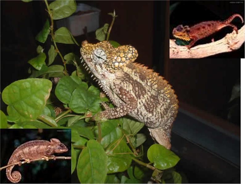 九下第二单元变色龙同步课件01