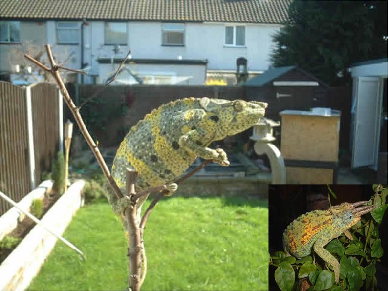 九下第二单元变色龙同步课件02