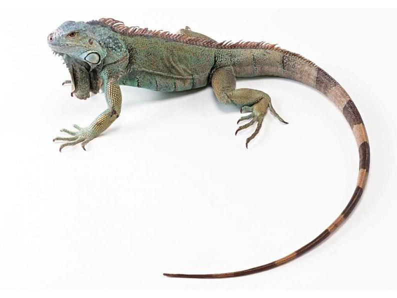 九下第二单元变色龙同步课件06