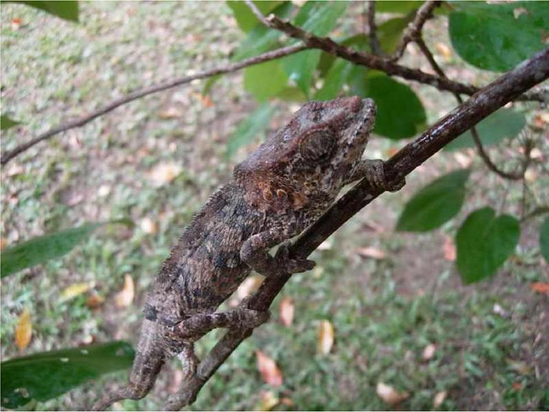 九下第二单元变色龙同步课件07