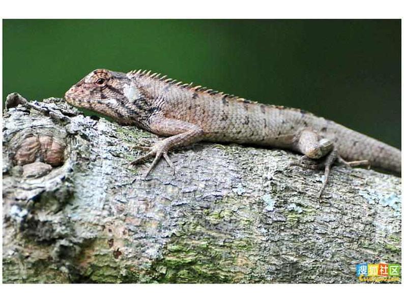 九下第二单元变色龙同步课件08