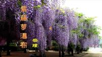 初中语文人教部编版七年级下册紫藤萝瀑布获奖ppt课件