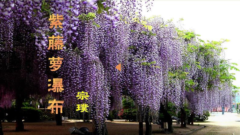 18【核心素养】部编版初中语文七年级下册 18《 紫藤萝瀑布》课件+教案+导学案（师生版）+同步测试（含答案）01