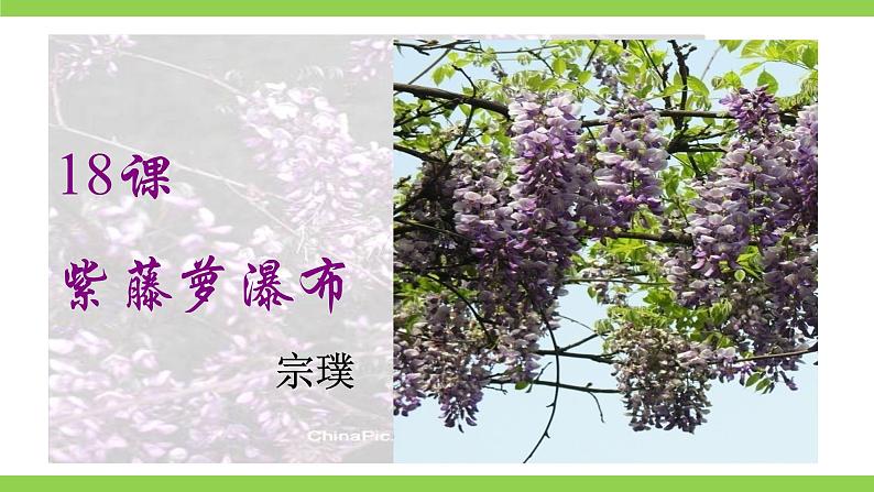18【核心素养】部编版初中语文七年级下册 18《 紫藤萝瀑布》课件+教案+导学案（师生版）+同步测试（含答案）05