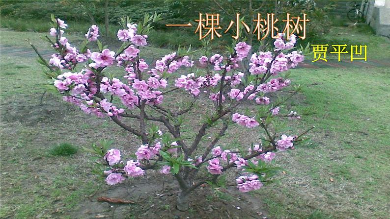 19【核心素养】部编版初中语文七年级下册 19《 一棵小桃树》课件+教案+导学案（师生版）+同步测试（含答案）02