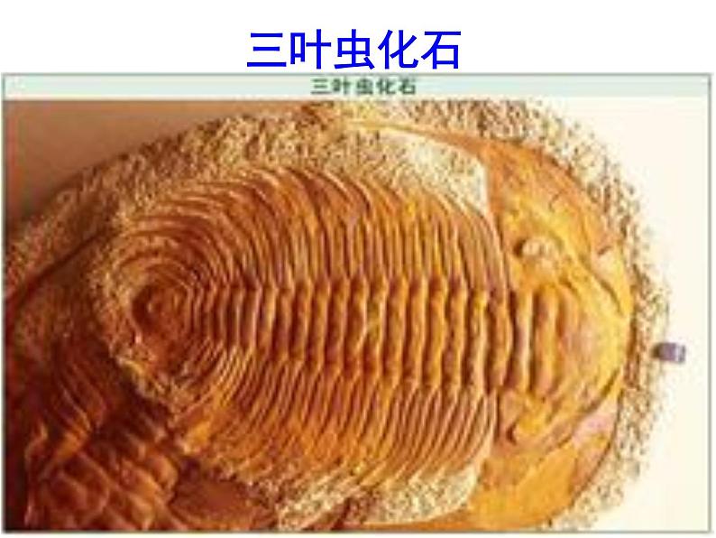 八下第二单元时间的脚印同步课件07