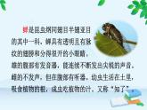 统编版语文八年级上册 21 蝉课件