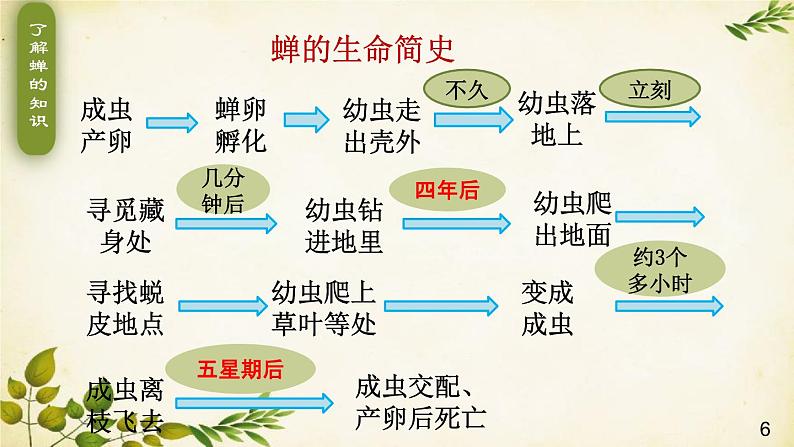 统编版语文八年级上册 21 蝉课件06