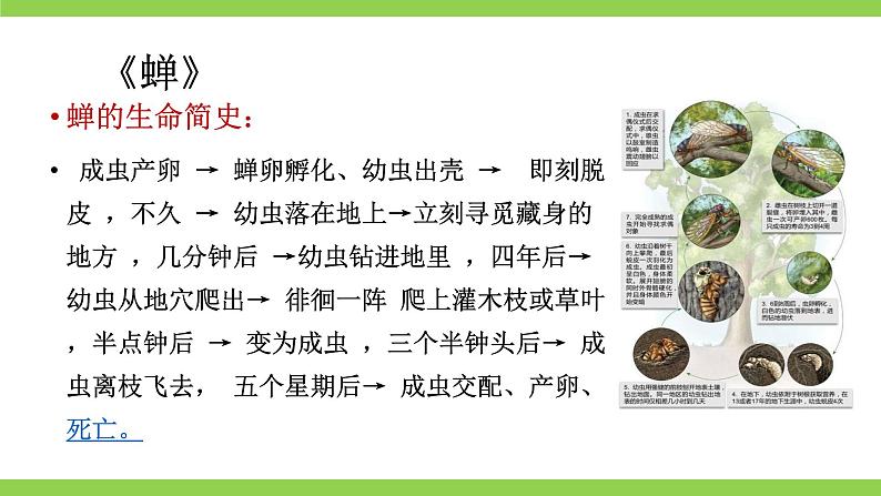 【核心素养】部编版初中语文八下第二单元写作《说明的顺序》（课件+教案）08