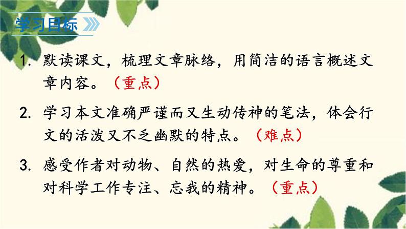 统编版语文七年级上册 17 动物笑谈课件03