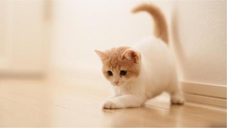 《猫》PPT课件4第3页