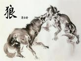狼PPT课件7