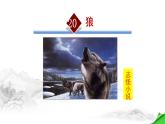 狼PPT课件4