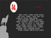 狼PPT课件3
