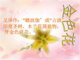 统编版语文七年级上册《金色花》教学课件