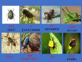 八年级语文上册名著导读《昆虫记》课件