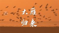 人教部编版八年级下册大雁归来背景图ppt课件