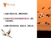 部编版初中语文八年级下册7.大雁归来 课件