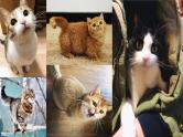 部编版语文16《猫》PPT课件
