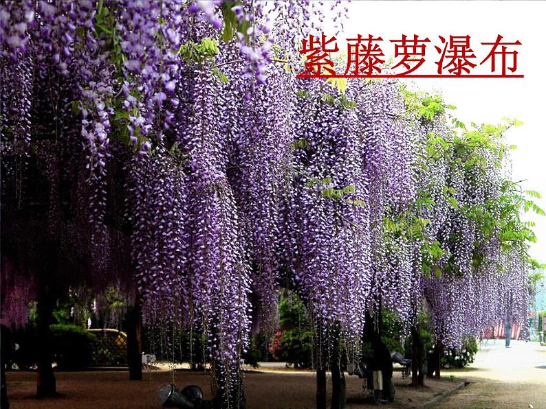 第18课《紫藤萝瀑布》课件-2023-2024学年统编版语文七年级下册第2页