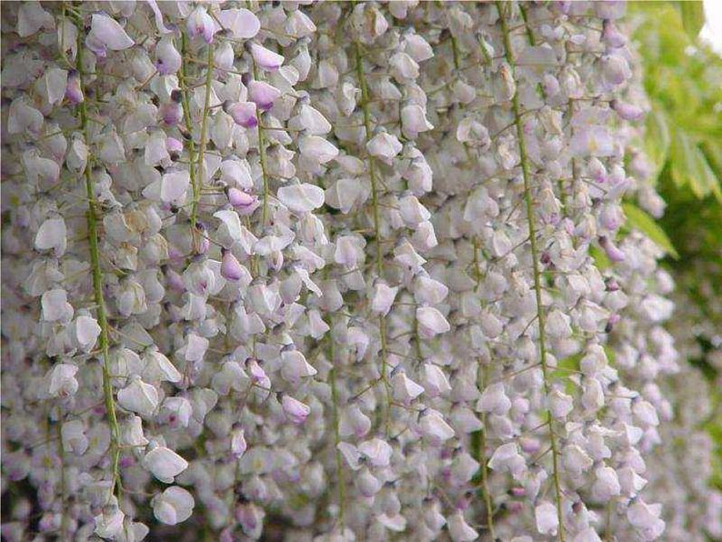 第18课《紫藤萝瀑布》课件-2023-2024学年统编版语文七年级下册第4页