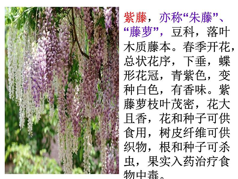 第18课《紫藤萝瀑布》课件-2023-2024学年统编版语文七年级下册第5页