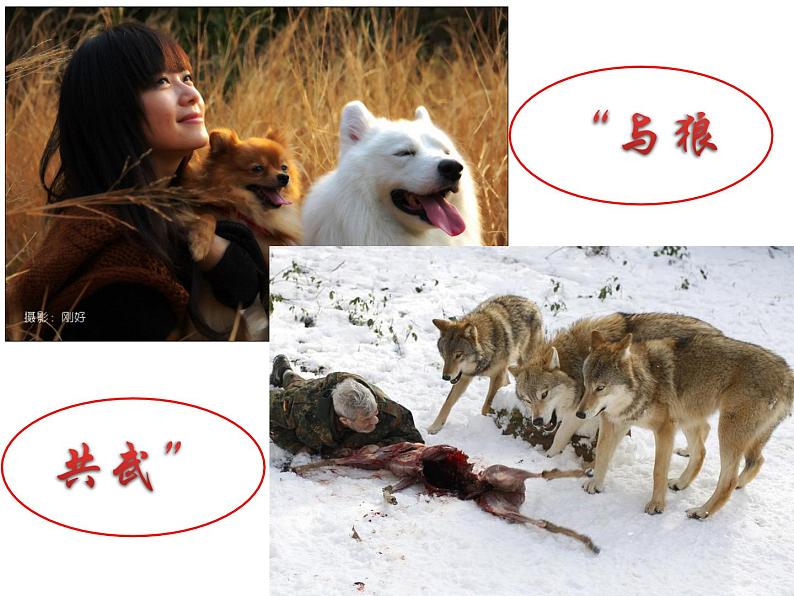 第18课《狼》课件（ppt） 2023-2024学年统编版语文七年级上册03