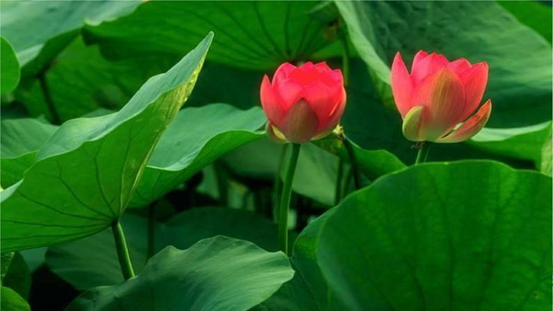 17《爱莲说》课件-2020-2021学年部编版语文七年级下册第1页