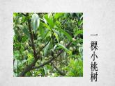 19《一棵小桃树》课件-2020-2021学年部编版语文七年级下册