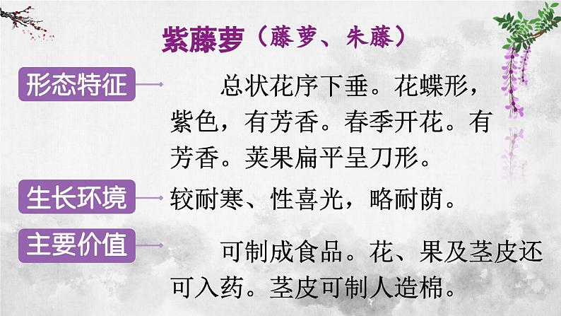 统编版七年级语文下册课件 第五单元 18 紫藤萝瀑布第1页