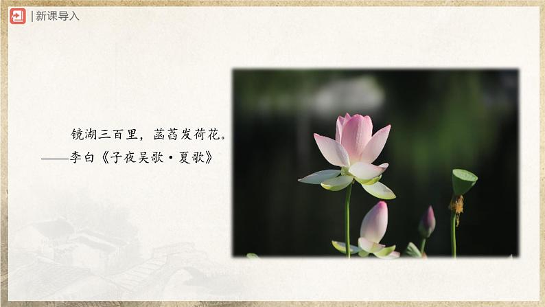 【部编版】八下语文  2.5 《大自然的语言》（第1课时）（课件+教案+导学案）03