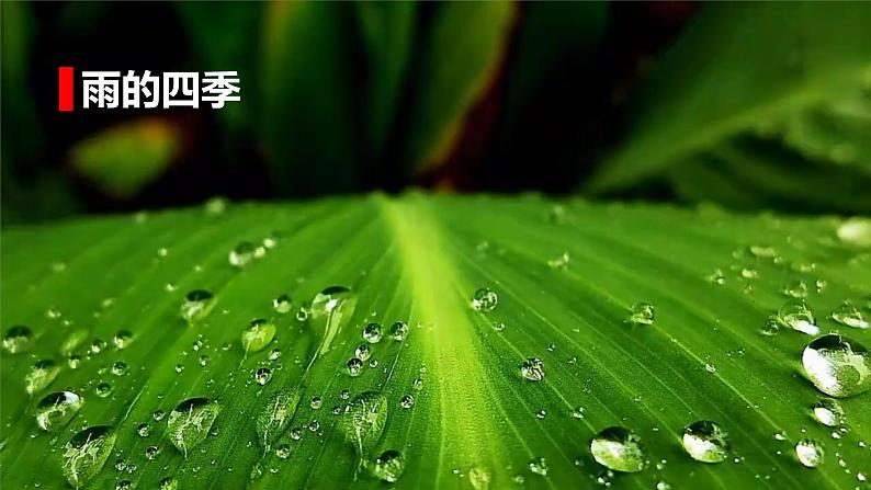 第3课《雨的四季》（教学课件）-2024-2025学年七年级语文上册同步备课精品课件+导学案+教学设计+同步练习（部编版）07