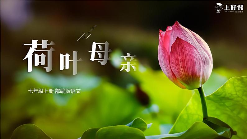 第七课《散文诗二首》（荷叶·母亲）第二课时（教学课件）-【上好课】2022-2023学年2024-2025学年七年级语文上册同步备课精品课件+导学案+教学设计+同步练习（部编版）第1页