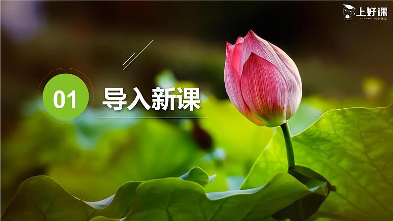 第七课《散文诗二首》（荷叶·母亲）第二课时（教学课件）-【上好课】2022-2023学年2024-2025学年七年级语文上册同步备课精品课件+导学案+教学设计+同步练习（部编版）第4页
