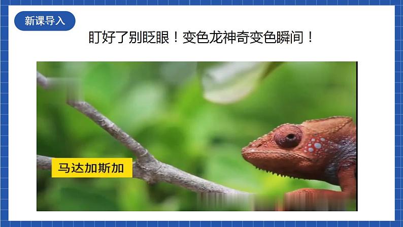 6《变色龙》第一课时课件+教案+素材+练习01