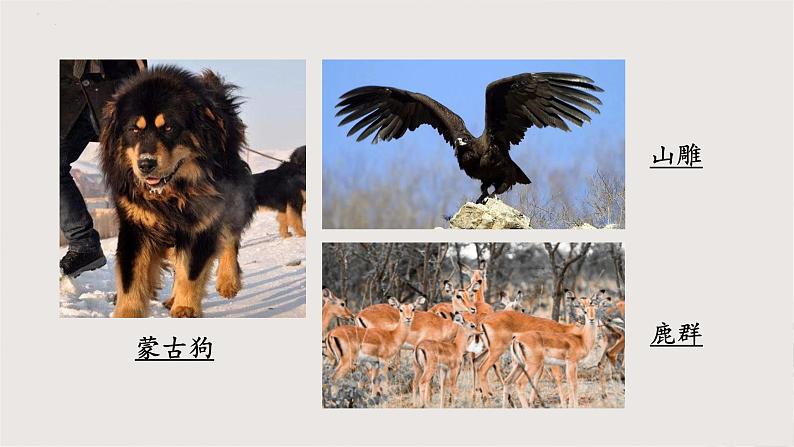 部编版语文七年级下册 8《土地的誓言》 同步课件03