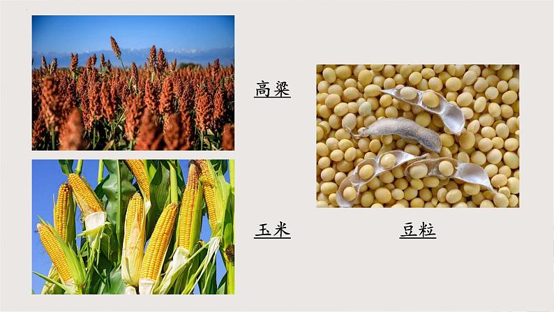 部编版语文七年级下册 8《土地的誓言》 同步课件04