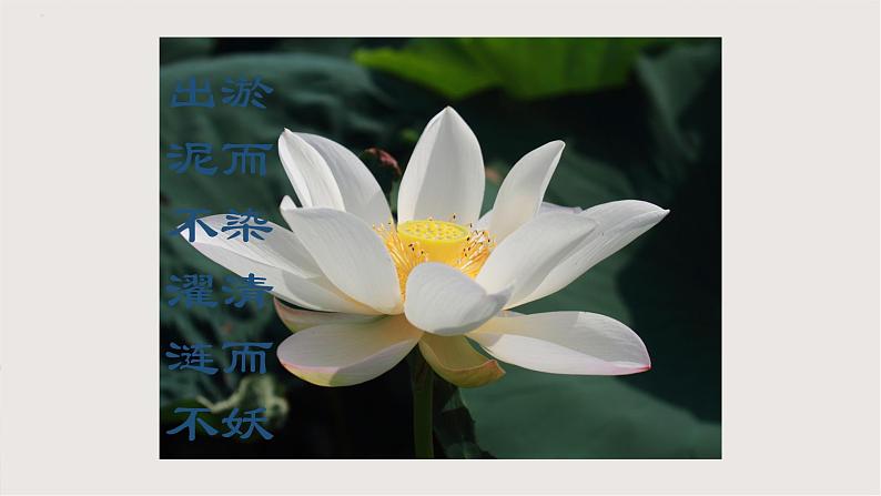 部编版语文七年级下册 第18课《紫藤萝瀑布》 同步课件第3页