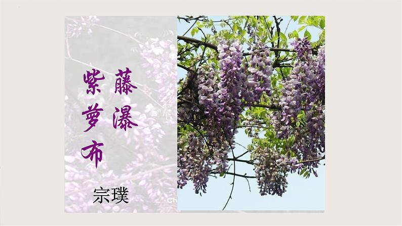 部编版语文七年级下册 第18课《紫藤萝瀑布》 同步课件第5页