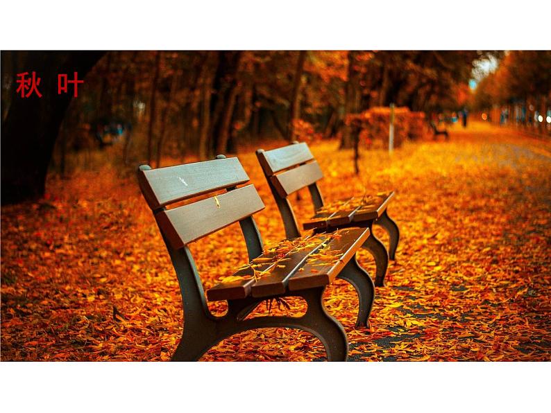 部编版语文八年级下册 第5课《大自然的语言》 同步课件04