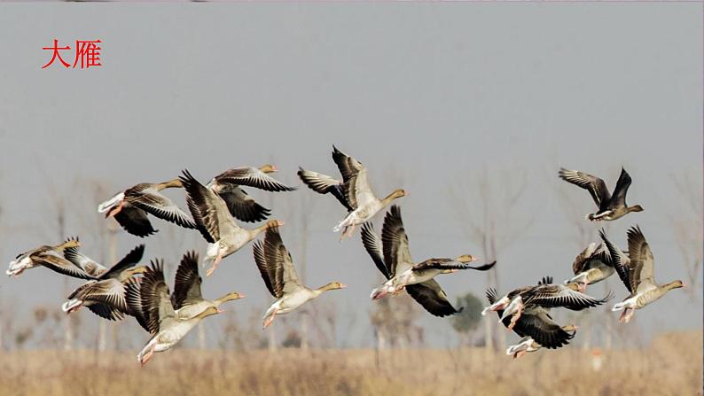 部编版语文八年级下册 第7课《大雁归来》 同步课件02