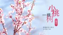 初中语文一棵小桃树获奖ppt课件