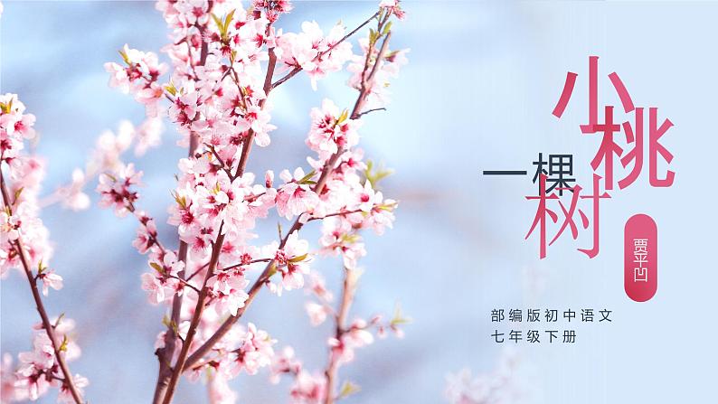 部编版初中语文七下第19课《一颗小桃树》 课件+教案01