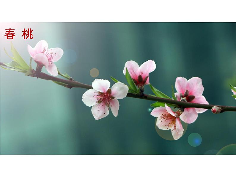 统编版八年级语文下册-5 大自然的语言 课件02