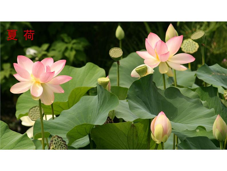 统编版八年级语文下册-5 大自然的语言 课件03