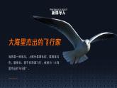 初中语文部编版九年级下册-4.海燕课件+教案